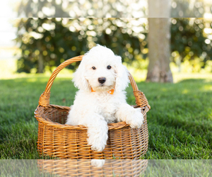 Cock-A-Poo Puppy for sale in SHIPSHEWANA, IN, USA