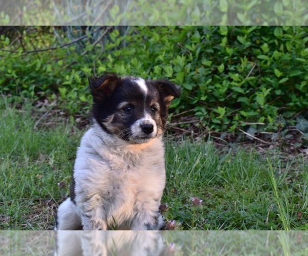 Medium Photo #2 Australian Cattle Dog-Border Collie Mix Puppy For Sale in RIVERDALE, MD, USA