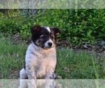 Small Photo #2 Australian Cattle Dog-Border Collie Mix Puppy For Sale in RIVERDALE, MD, USA