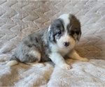 Small #14 Aussiedoodle