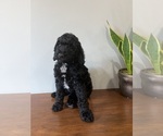 Puppy 1 Goldendoodle (Miniature)