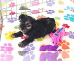 Small #4 Yorkipoo