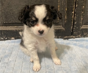 Chihuahua Puppy for sale in NEVADA, TX, USA
