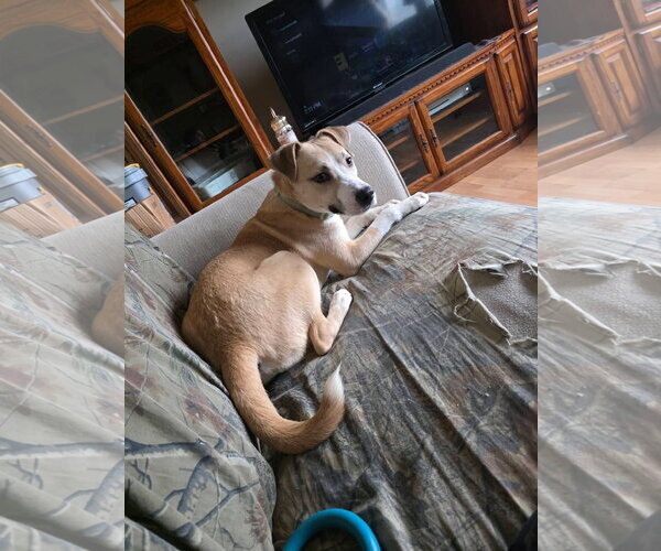 Medium Photo #3 Labsky Puppy For Sale in Macon, MO, USA