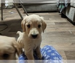 Small Photo #8 Golden Retriever Puppy For Sale in SPENCER, TN, USA