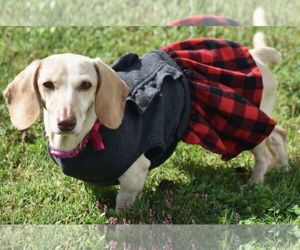 Medium Photo #2 Dachshund Puppy For Sale in Shelbyville, TN, USA