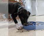 Small #2 Labrador Retriever Mix