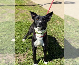 Labrador Retriever Dogs for adoption in Sugar Land, TX, USA