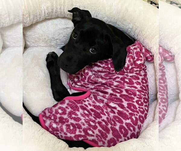Medium Photo #9 Labrador Retriever-Unknown Mix Puppy For Sale in Sanford, FL, USA