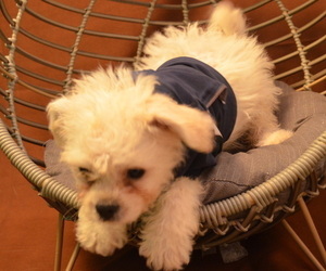 Cavachon Puppy for sale in PATERSON, NJ, USA