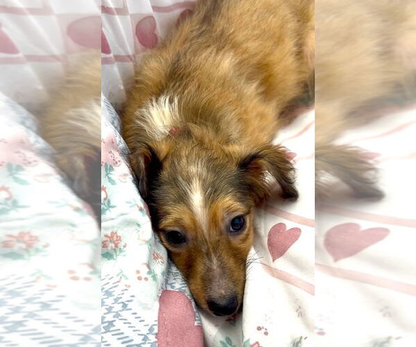 Medium Photo #3 Mutt Puppy For Sale in San Diego, CA, USA