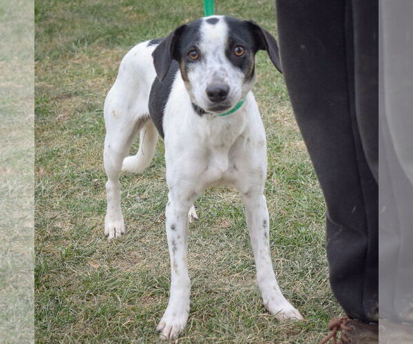 Medium Photo #9 Jack-A-Bee Puppy For Sale in Huntley, IL, USA