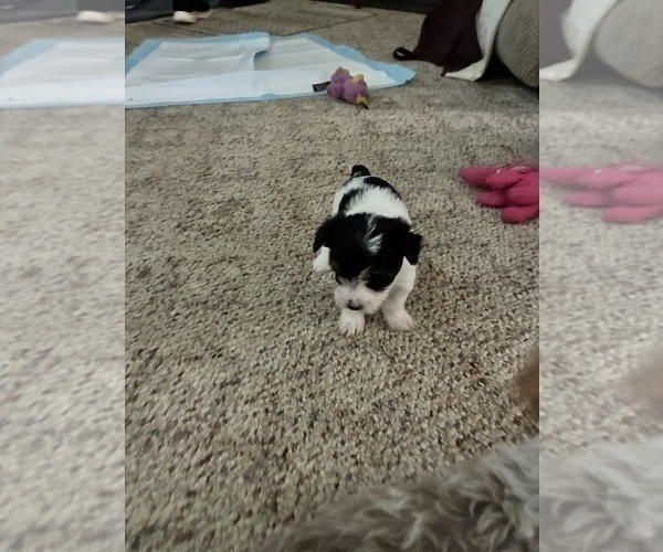 Medium Photo #1 Yorkshire Terrier Puppy For Sale in MOUNT PLEASANT, MI, USA