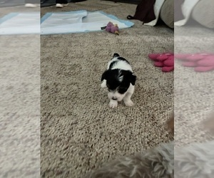 Medium Yorkshire Terrier