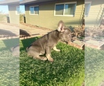 Small #5 French Bulldog