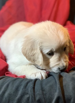 Medium Photo #5 Golden Retriever Puppy For Sale in MORGANTOWN, IN, USA