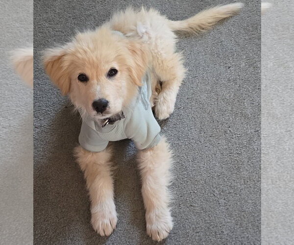 Medium Photo #2 Great Pyrenees-Unknown Mix Puppy For Sale in Brooklyn Center, MN, USA