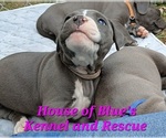 Small #6 American Pit Bull Terrier
