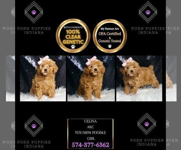 Medium Photo #7 Poodle (Toy) Puppy For Sale in WARSAW, IN, USA