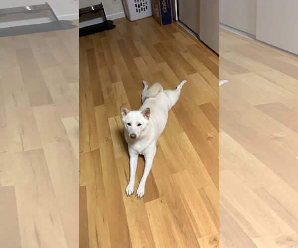 Medium Photo #2 Shiba Inu Puppy For Sale in Miami, FL, USA