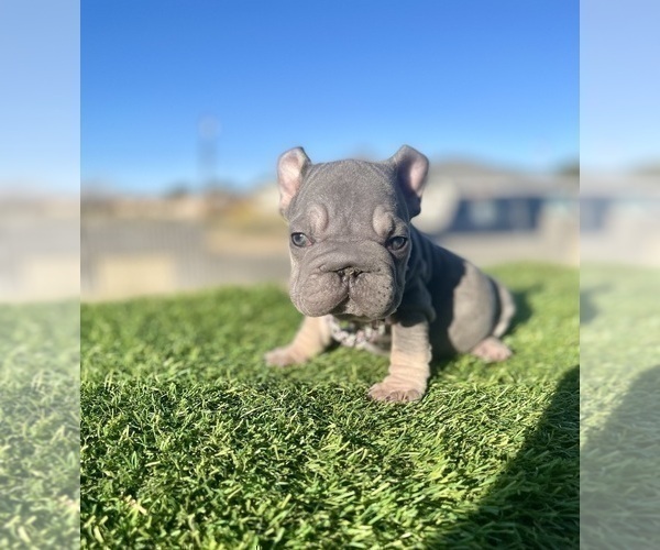 Medium Photo #14 French Bulldog Puppy For Sale in PORTLAND, OR, USA