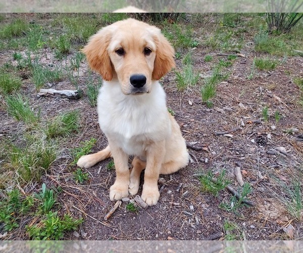 Medium Photo #1 Golden Retriever Puppy For Sale in PEYTON, CO, USA