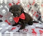 Small Aussiedoodle Miniature 