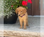 Small Photo #16 Golden Retriever Puppy For Sale in WOLCOTT, IN, USA
