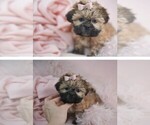 Small #1 Shih Tzu