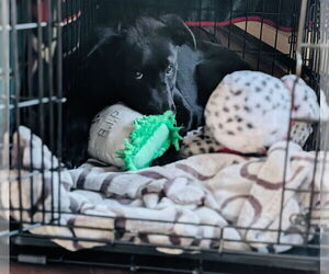 Elroy Jetson - Male Borador Dog for Adoption - Photo #4