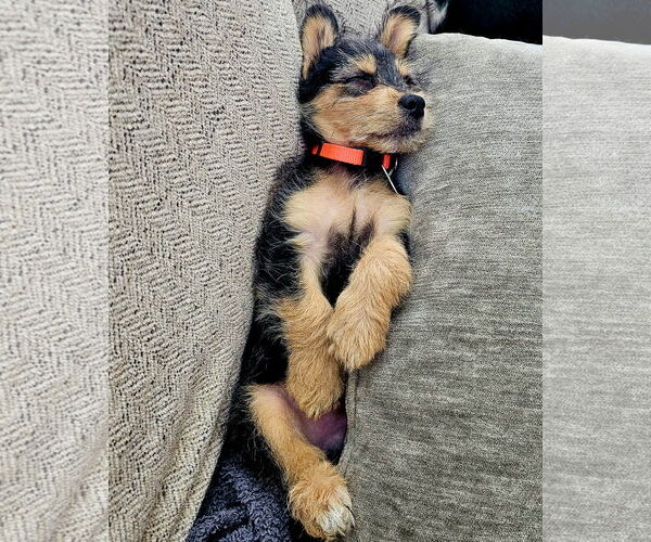 Medium Photo #4 Border Terrier-Norfolk Terrier Mix Puppy For Sale in Corona, CA, USA