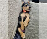 Small #3 Border Terrier-Norfolk Terrier Mix