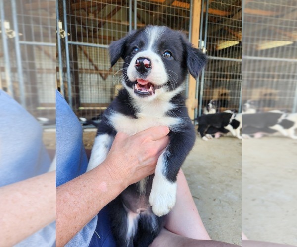 Medium Photo #1 Border Collie Puppy For Sale in FLEMINGSBURG, KY, USA