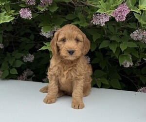 Goldendoodle (Miniature) Puppy for sale in WITHEE, WI, USA