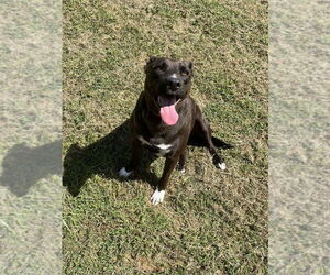 Rachel (Cocoa) - Female Labrador Retriever-Unknown Mix Dog for Adoption - Photo #2