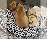 Small Photo #6 American Pit Bull Terrier-Rhodesian Ridgeback Mix Puppy For Sale in Spotsylvania, VA, USA