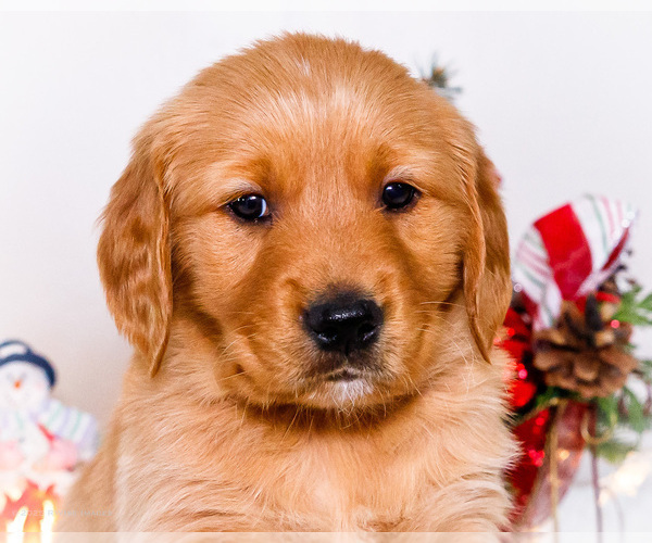 Medium Photo #2 Golden Retriever Puppy For Sale in WAKARUSA, IN, USA