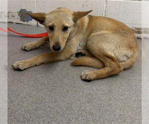 German Shepherd Dog-Unknown Mix Dogs for adoption in San Bernardino, CA, USA