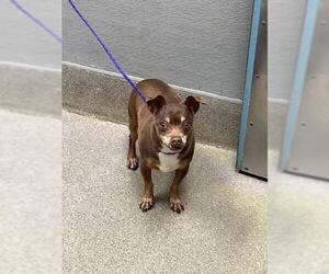 Chihuahua-Unknown Mix Dogs for adoption in Las Vegas, NV, USA