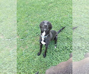 Boxer-German Shepherd Dog Mix Dogs for adoption in Aurora, IN, USA
