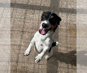 Jack Russell Terrier Dogs for adoption in Oak Bluffs, MA, USA