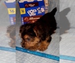 Small Photo #202 Yorkshire Terrier Puppy For Sale in AKRON, OH, USA