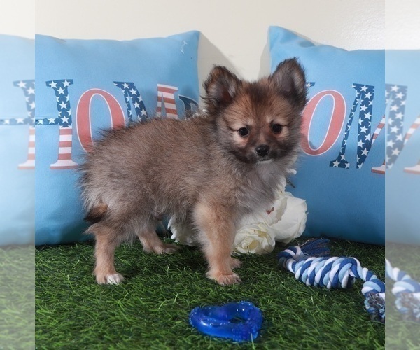 Medium Photo #4 Pomeranian Puppy For Sale in MOUNT VERNON, OH, USA