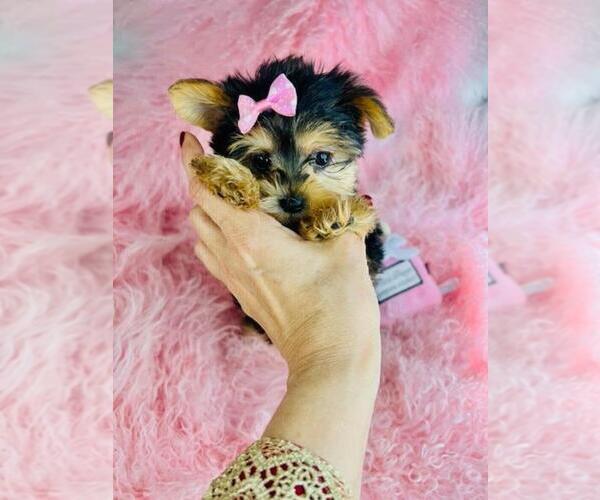 Medium Photo #12 Biewer Terrier Puppy For Sale in MIAMI, FL, USA