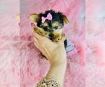 Small #11 Biewer Terrier