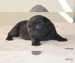 Small #3 Pug