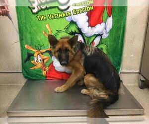 German Shepherd Dog Dogs for adoption in Riverside, CA, USA