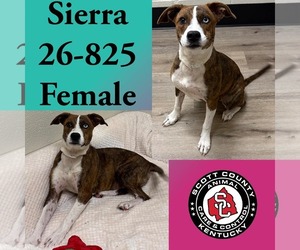 Mutt Dogs for adoption in Georgetown, KY, USA