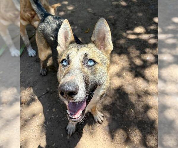 Medium Photo #2 German Shepherd Dog-Siberian Husky Mix Puppy For Sale in Santa Barbara, CA, USA