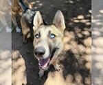 Small #1 German Shepherd Dog-Siberian Husky Mix